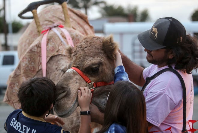 8-year-old Max Chang of Culver City (left) and 10-year-old Anya Perov of Portland, Oregon, pet Diamond, a 14-year-old camel owned by cameleer Alexander Arteaga (right) at the Indio swap meet, Wednesday, Dec. 22, 2021, in Indio, Calif. 