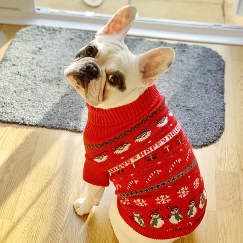 French Bulldog puppy in red Christmas sweater