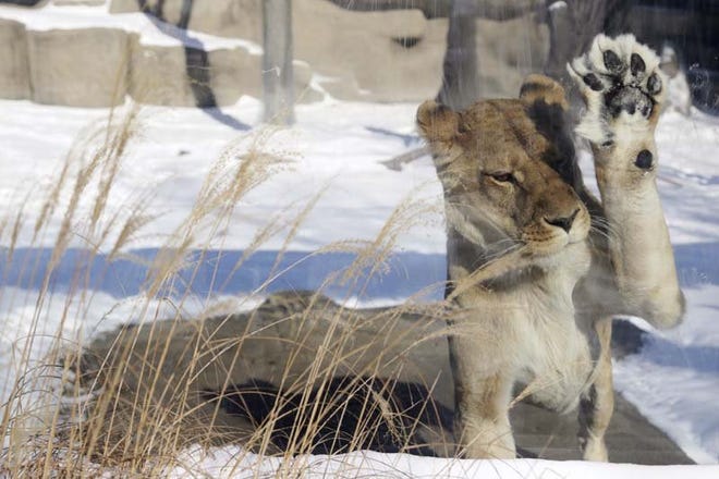 Erin, a female lion rescued in 2010 from a junkyard in Kansas, keeps herself warm in these frigid temps by seating herself on heated rocks in the outdoor exhibit at the Detroit Zoo on Tuesday, Jan. 28, 2014.