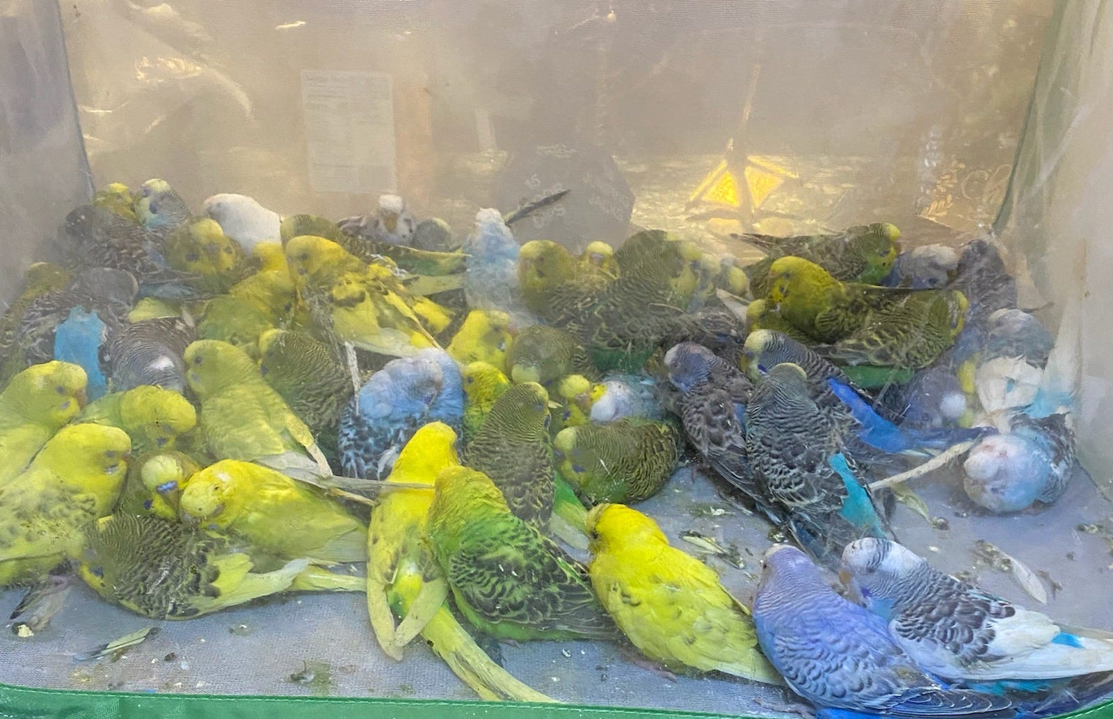 craigslist chicago pets birds Morton Pruett
