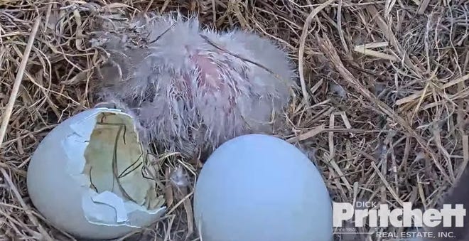 After a few hours of tantalizing snippets a full view of the newly hatched eaglet of Harriet and M15 was seen shortly after 1:20 when M14 moved off the nest.