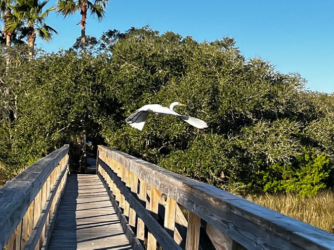 Beautiful take off in the morning light at the Ocean Palms foot bridge.