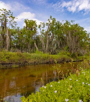 The Jelks Family Foundation has awarded a $25,000 grant to the Conservation Foundation for priority land in the Myakka region.