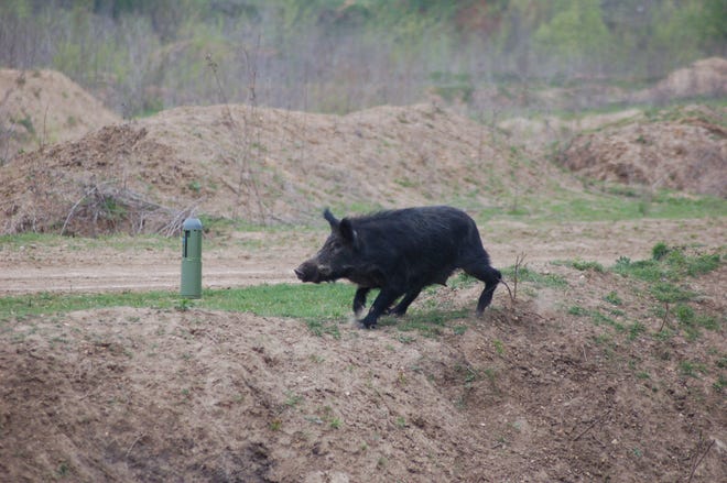 There’s lots to do in the outdoors during the winter months. Using a caller to attract wild hogs is a great deal of fun and a good way to stock the freezer with great tasting wild pork for upcoming cookouts.