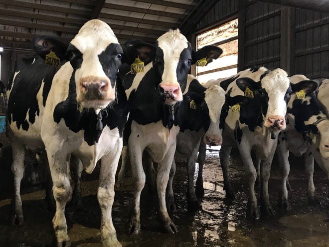 Cows at feeding time at Goma Dairy on Monday, Dec. 27, 2021.