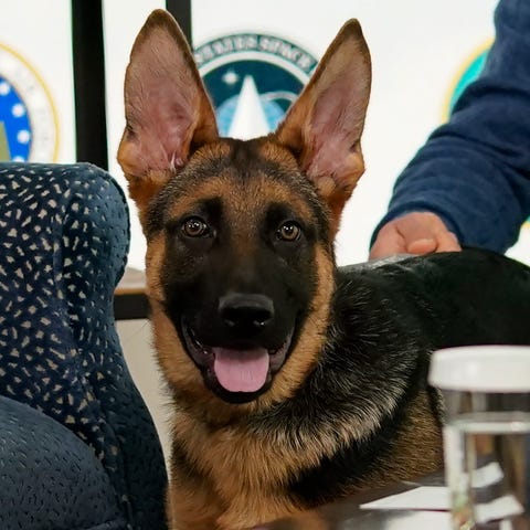 Bidens welcome new German shepherd puppy to the Wh