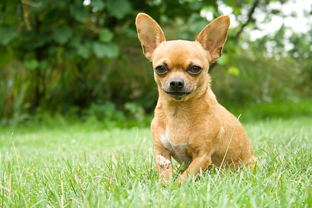 Chihuahuas are bright, curious and loyal little dogs and also territorial, making them pretty good watch dogs.