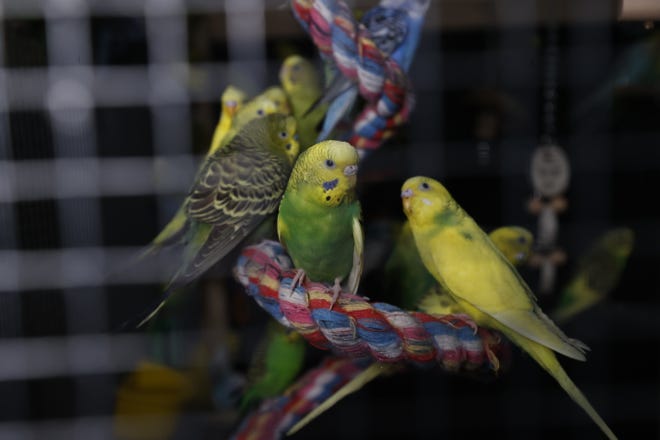 Several of the parakeets were rescued last week. In total  210 parakeets, some are males, are part of the 800 plus that were rescued last week. Jewett says the birds will be available for adoption starting on January 23rd with an estimated adoption fee of $30 per bird.