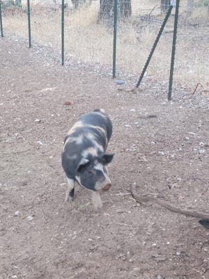 American Guinea Hog "Pumba" ran away in September when his family evacuated during the Fawn Fire in Shasta County.