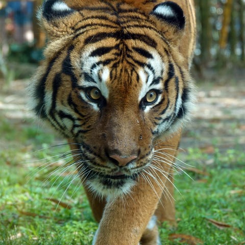 Eko, Malaysian Tiger