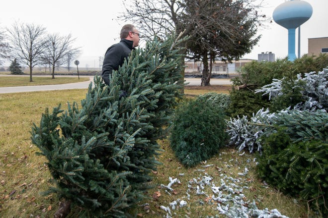 Aaron Pickett throws out a Christmas tree at a designated tree recycling location by the Morton Park District at 349 W Birchwood St. in Morton on Dec. 31, 2021.