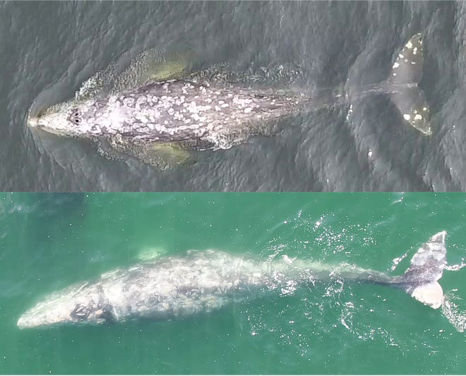 Roller Skate, an Oregon gray whale, was photographed prior to an entanglement with fishing line (top) and a few years later (bottom), after a portion of her fluke was effectively amputated due to the entanglement.