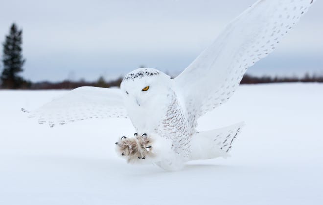 Snowy owl landing on a bog in Northern Minnesota.