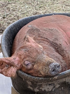 North Pasture farms also sells pork meat. The pigs are outdoors.
