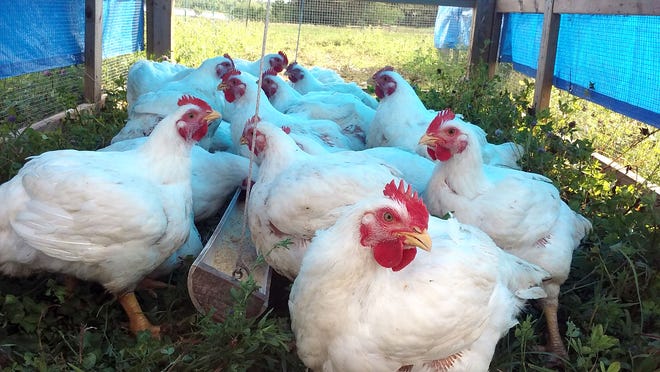 Chickens are raised outdoors for North Pasture Farms. They're in enclosures that can move about.