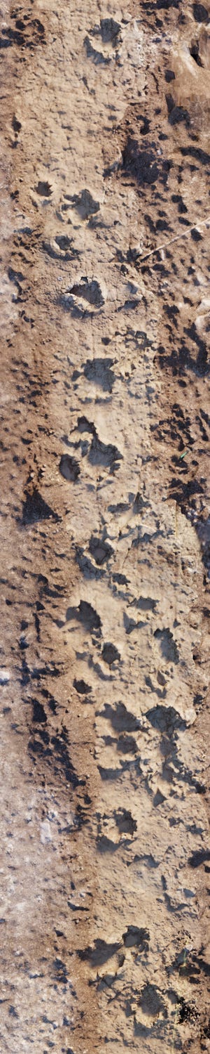A trail of the tracks scientists believed belong to a dinosaur.