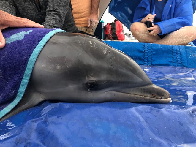 The young male dolphin weighs about 76 pounds, and must be monitored 24/7