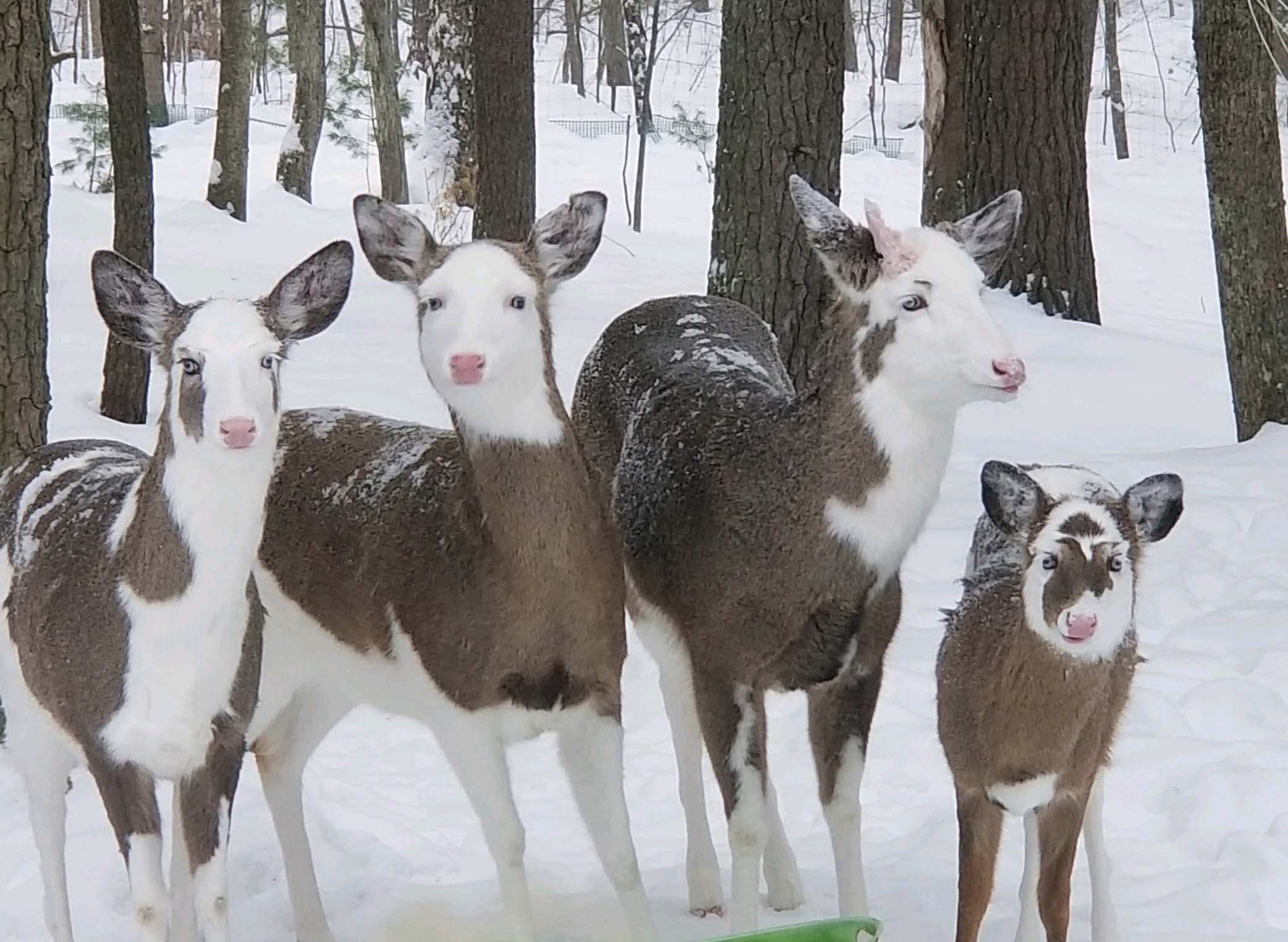 Rare 'piebald' deer known for unusual markings find home with