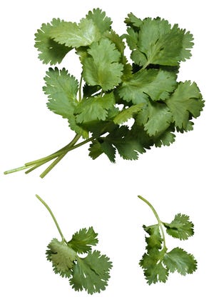 Stock photo of Cilantro Credit: Brand X Pictures, Getty Images GETTY ID#: 78368374  [Via MerlinFTP Drop]