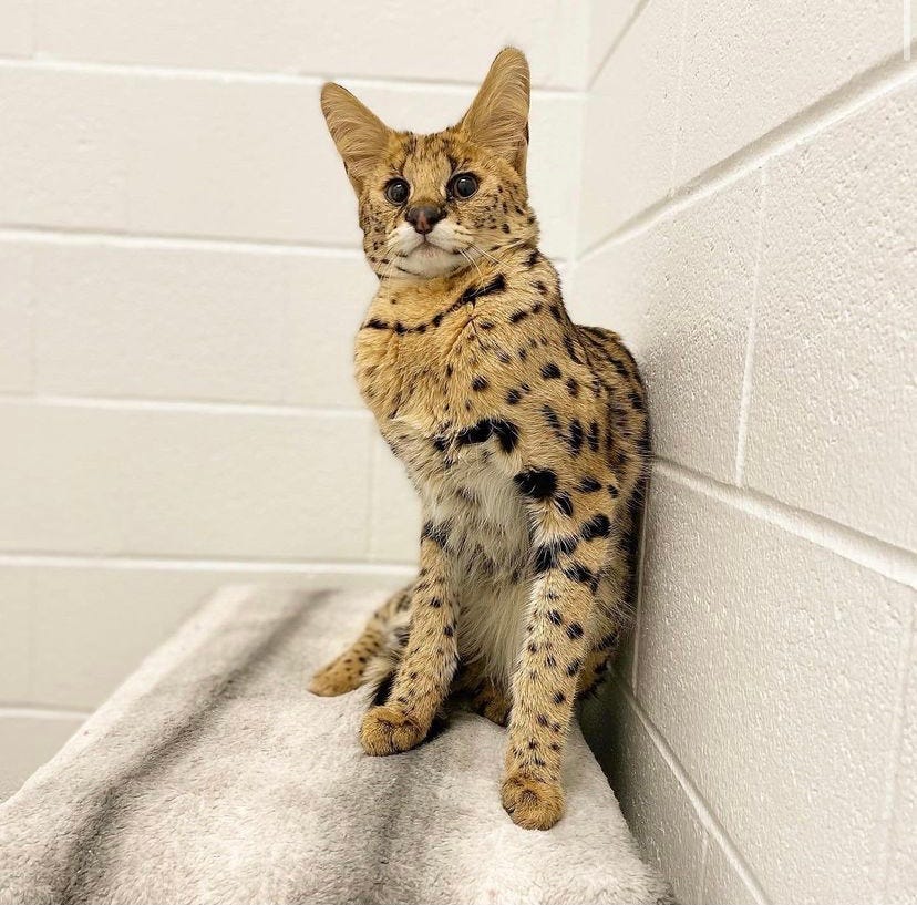 Injured Wild African Serval Cat Found Roaming Lincoln Ma Neighborhood Injured Wild African Serval Cat Found Roaming Lincoln Ma Neighborhood