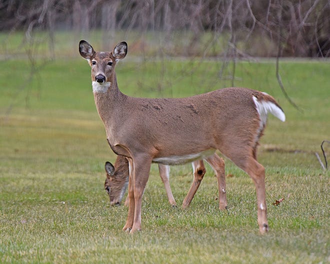 A pair of deer graze a residential property on Marion Avenue Road. A portion of the white-tailed deer in Ohio have tested positive for COVID-19.