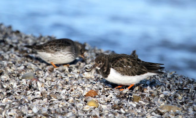A ruddy turnstone lifts a mussel shell while foraging near a purple sandpiper on Sunday on Bradford Beach in Milwaukee.