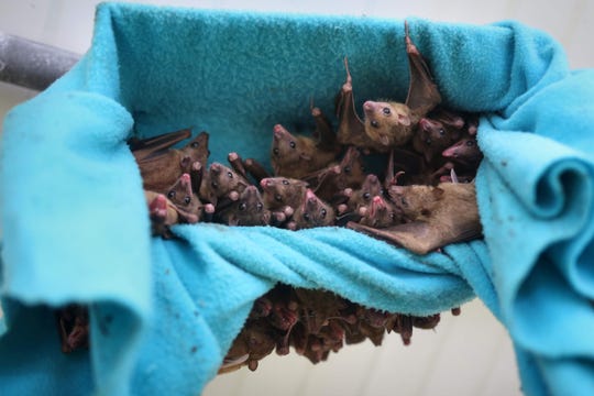 Fruit bats (Rousettus aegyptiacus) hang in a cage at a bat shelter created by Israeli animal activist Nora Lifschitz in Israel's central Elah Valley, south of Beit Shemesh.