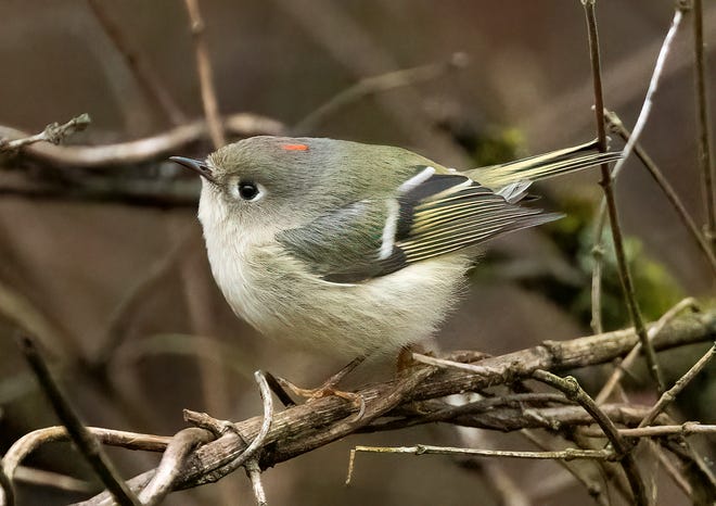 A male ruby-crowned kinglet, photographed on Jan. 2 in Hocking County