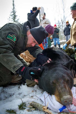 Mark Boersen with the Michigan Department of Natural Resouces performs a bear den check, near Mikado, Michigan. Boersen has been with the DNR for almost two decades and works with the bear population in the state.