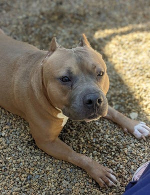 Princess is available through the Worcester Animal Rescue League's adoption program.