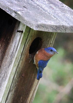 A male bluebird clings to the opening of a nest box in which he and his mate have chosen to raise their family.
