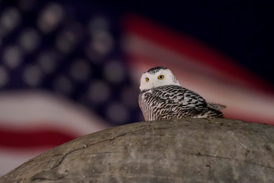 An American Flag flies in the distance as a rare snowy owl looks down from its perch atop the large marble orb of the Christopher Columbus Memorial Fountain at the entrance to Union Station in Washington, Friday, Jan. 7, 2022.