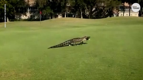Alligator interrupts golfers' tee time for tasty f