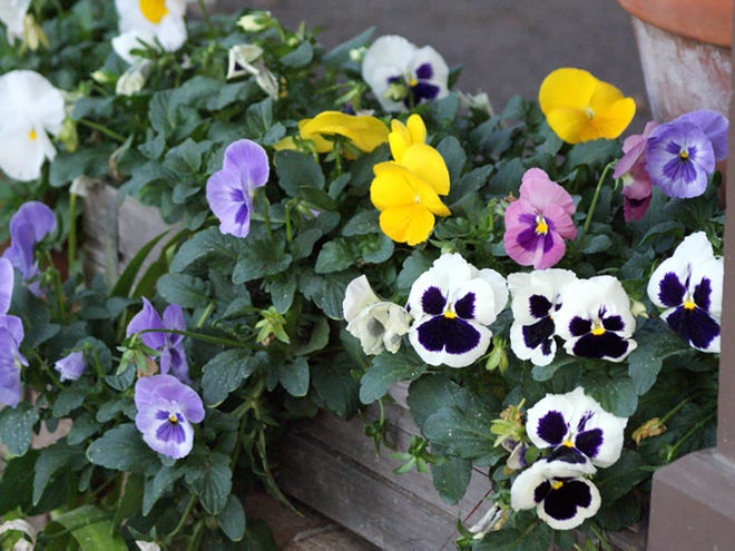 A planter of "smiling face" pansies warms a cold January morning.