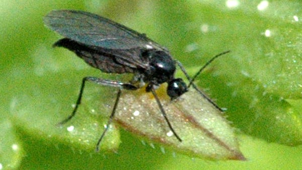 Fungus Gnats could be causing problems for your in