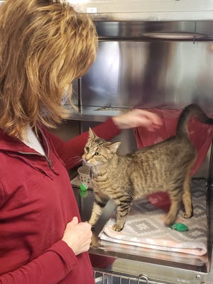 Peggy Branem, a volunteer at the Portage Animal Protective League, pets Levi, a cat under the care of the rescue group.