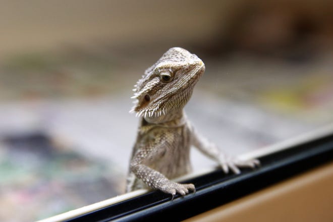Bearded dragon lizards are causing salmonella outbreaks throughout the nation.