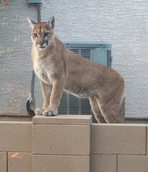 What to do if a wild animal is in your Arizona home