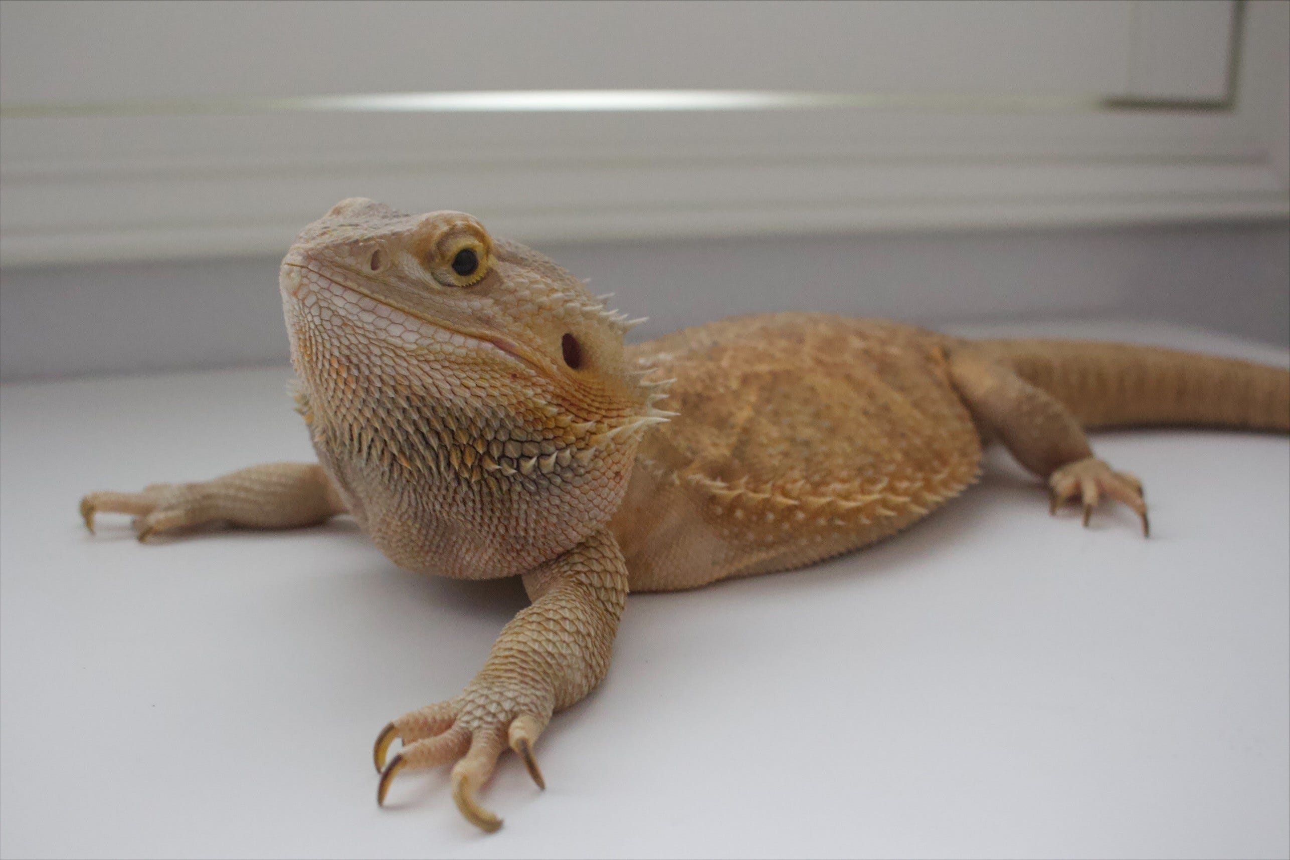 bearded dragon bread