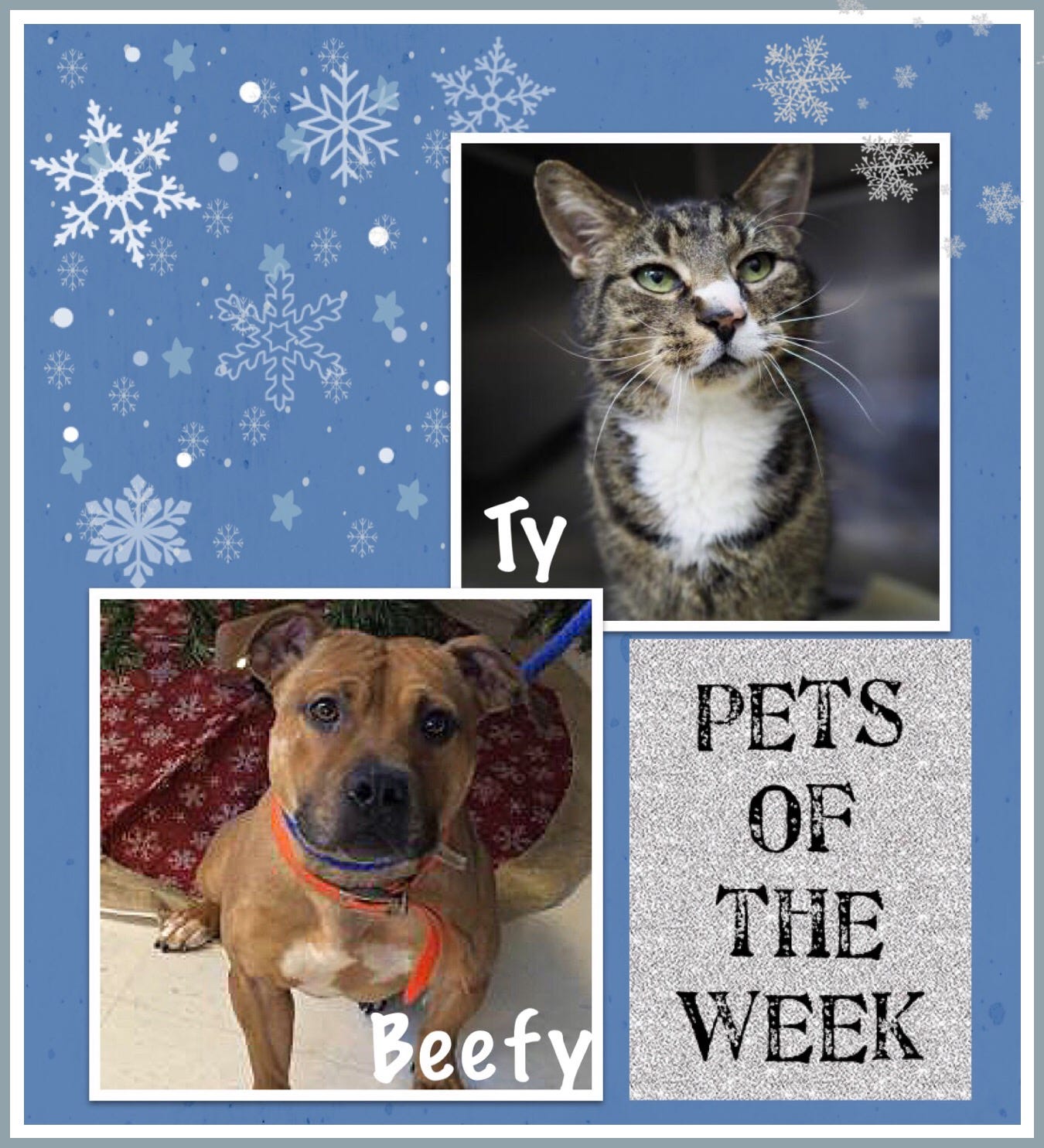 Pets of the Week: Winter Wonders - Ty and Beefy will keep you warm and cozy