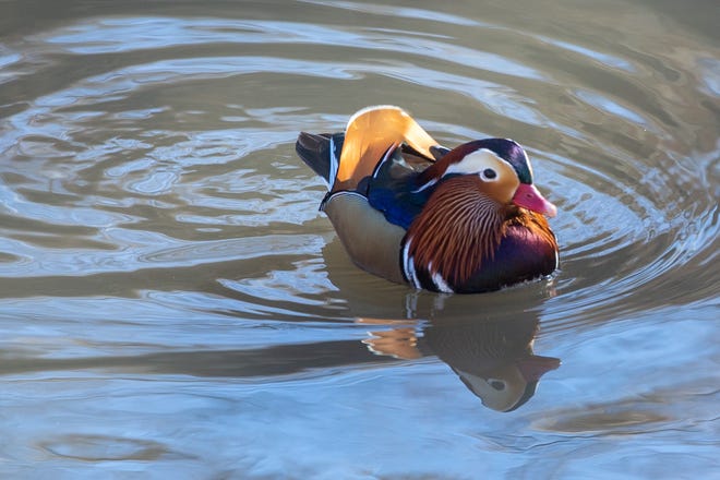 A very colorful mandarin duck floats in the sunlight Thursday morning at Ward Creek by S.W. 10th Ave. and S.W. Billard Ave. First spotted the last week of 2021, the duck has attracted many visitors.