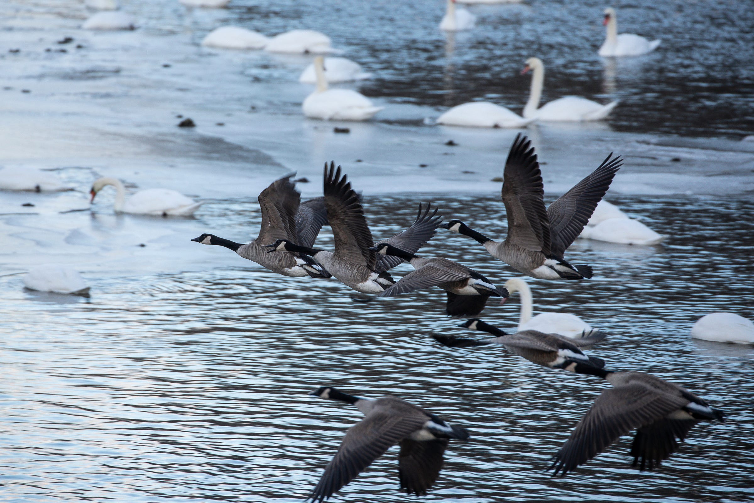 Canadian geese fly over Huron River at the Kensington Metropark in Milford on Monday, Jan. 10, 2022.