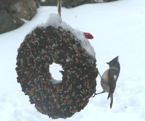 A titmouse visits the bird feeder. Those who feed birds have reported erratic visits from wildlife.