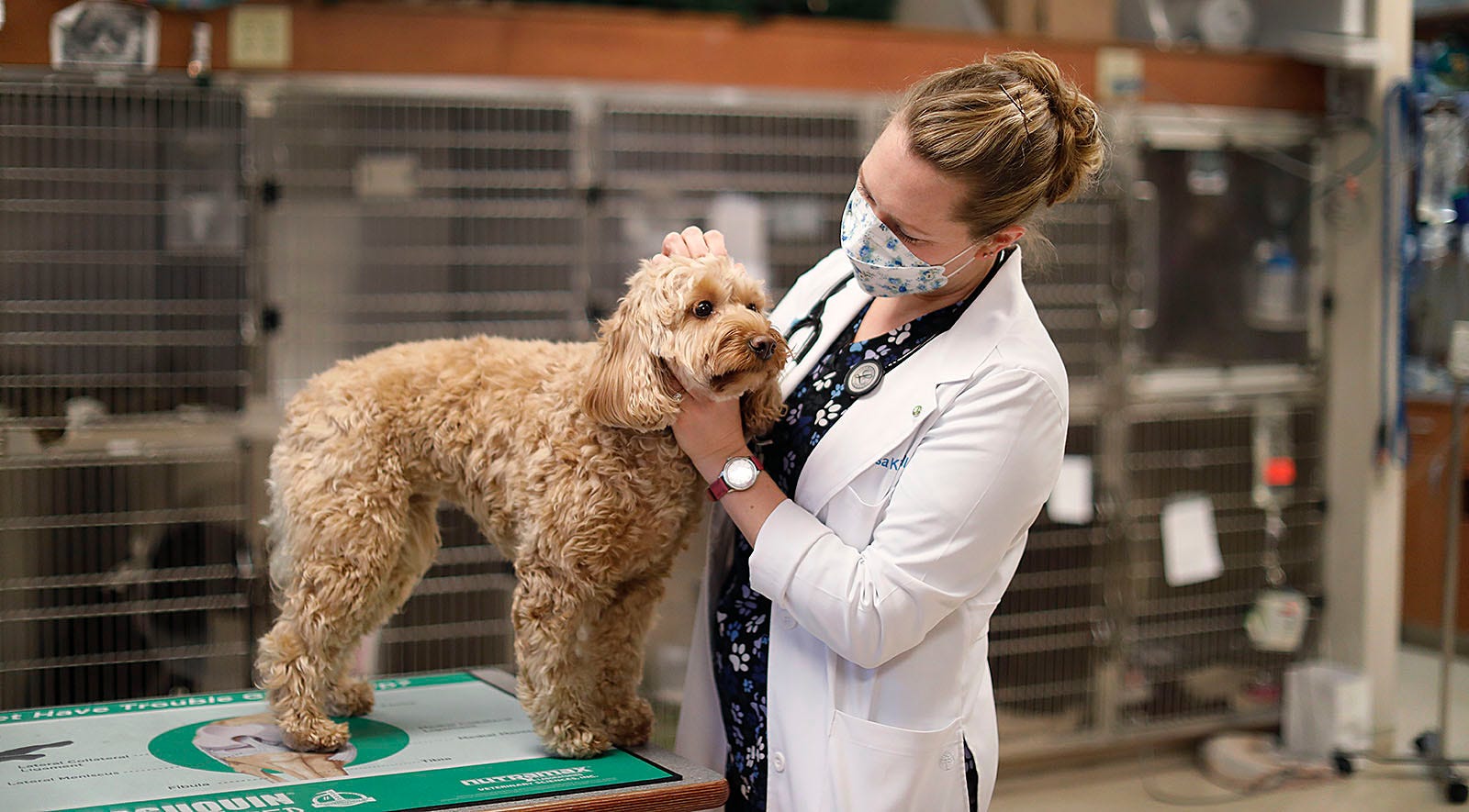 Puppy boom, staff shortages press South Shore veterinarians