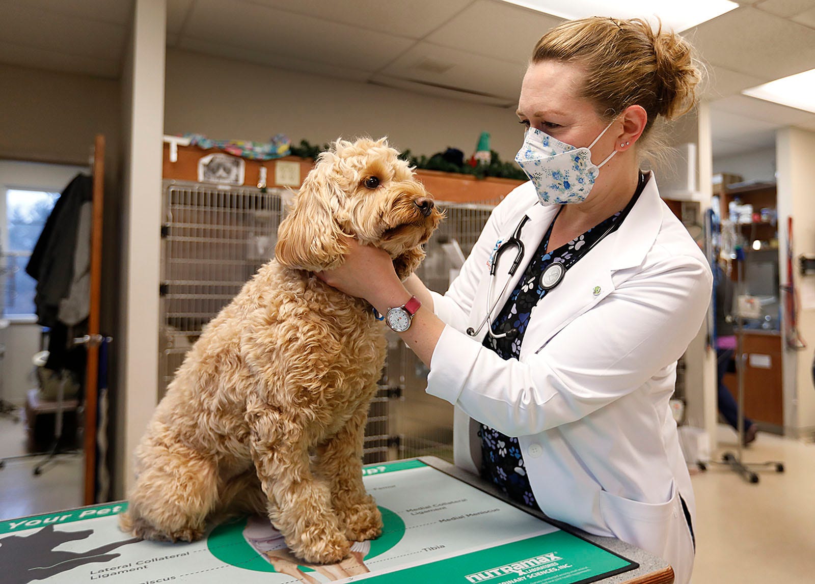 Puppy boom, staff shortages press South Shore veterinarians
