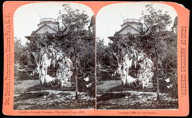 The great freeze of 1886 left icicles on an orange tree in this stereoscope photo.