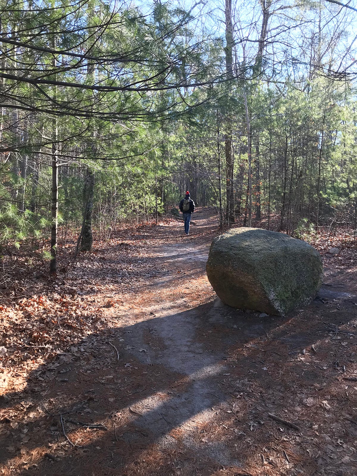 A hiker on a well-warn trail passes a bolder and heads into a stand of pine trees.