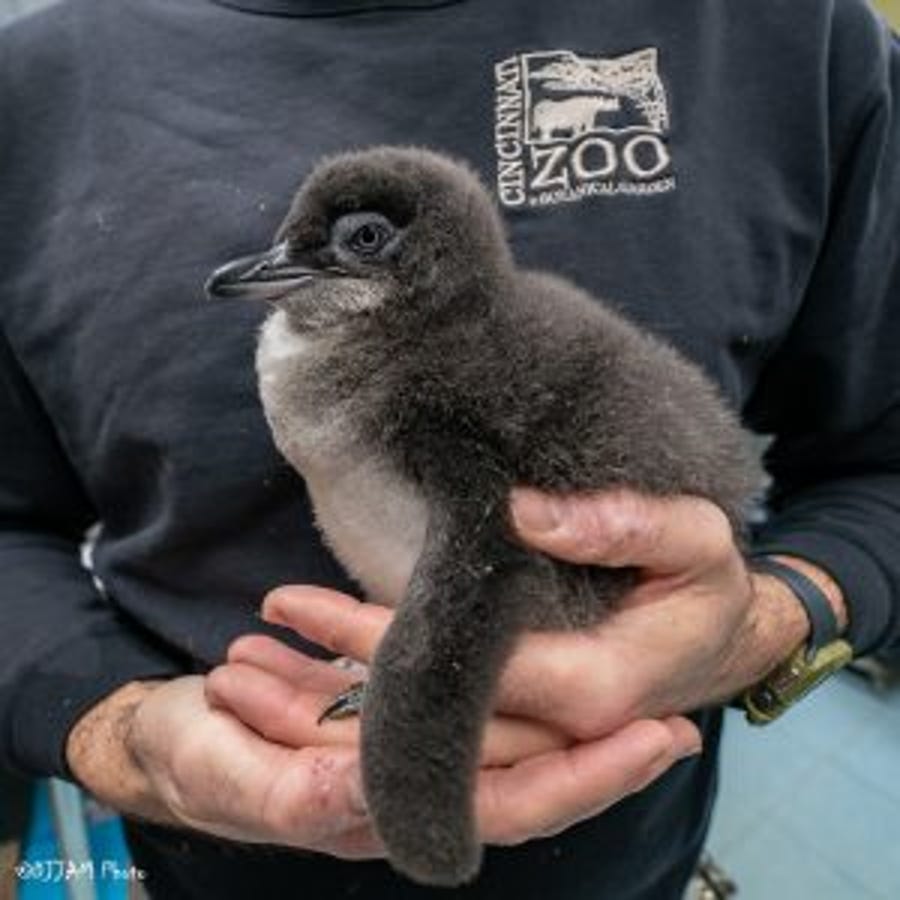The Cincinnati Zoo and Botanical Garden named its month-old little blue penguin after Betty White's character on the NBC sitcom "Golden Girls".