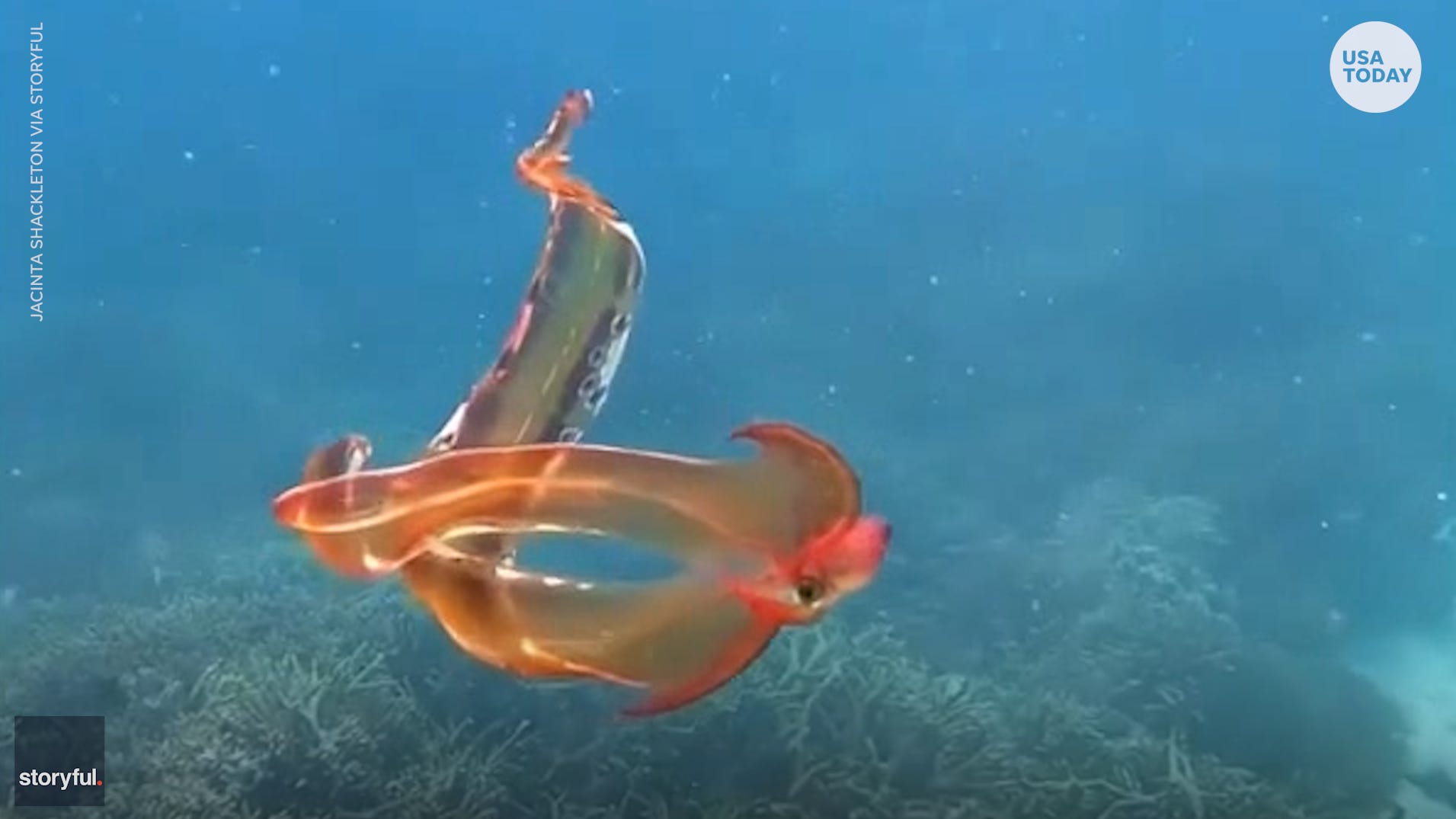 Rare Blanket Octopus Spotted In Once In A Lifetime Encounter Rare Blanket Octopus Spotted In Once In A Lifetime Encounter