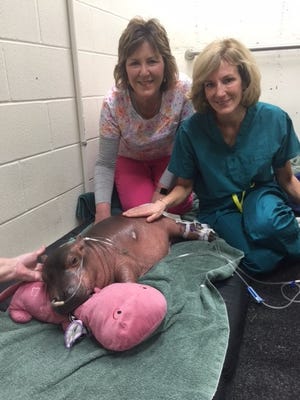 Darcy Doellman and Blake Gustafson sit with Fiona after successfully inserting a catheter into the premature hippo's leg a few weeks after her Jan. 24, 2017 birth. Doellman and Gustafson are nurses with the vascular access team at Cincinnati Children's Hospital Medical Center. The Cincinnati Zoo & Botanical Garden called for their help when Fiona could not maintain a catheter due to her moist skin.